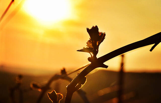 Abendstimmung im Weinberg