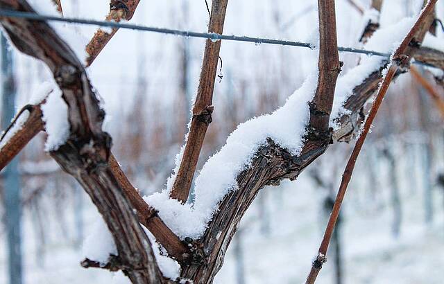 Schnee auf Weinreben