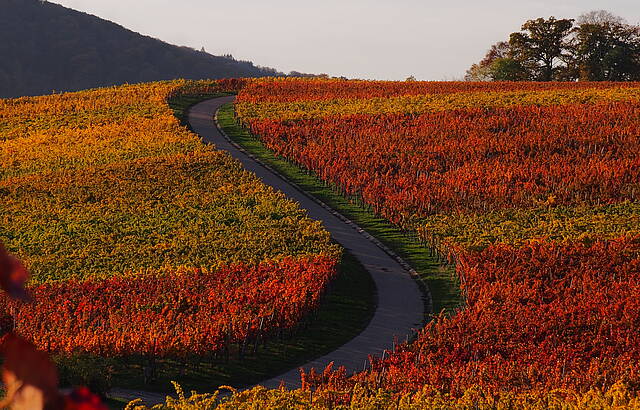 Bunt gerahmt schlängelt sich der Feldweg durch die Weinberge