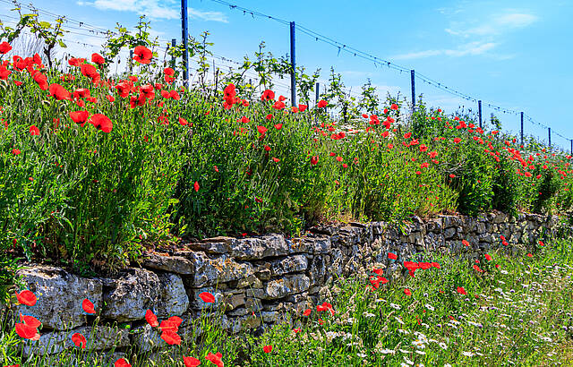 Wein und Mohn