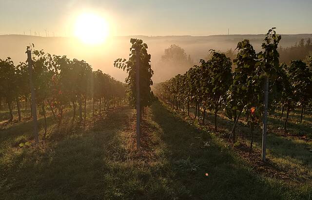 Sonnenaufgang im Weikersheimer Schmecker