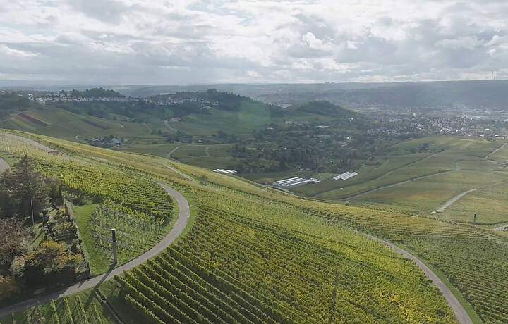  Fellbacher Weingärtner eG