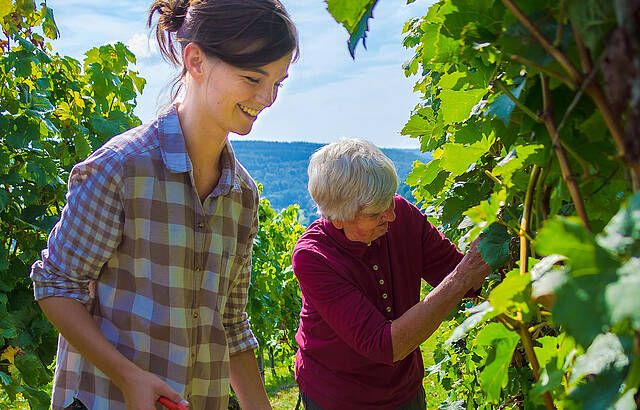 Generationen- übergreifende Weinlese