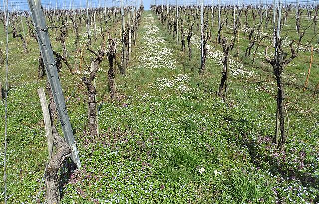 Blütenpracht in den Weinbergen
