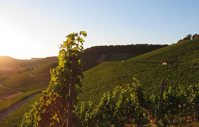 Weinberge soweit das Auge reicht
