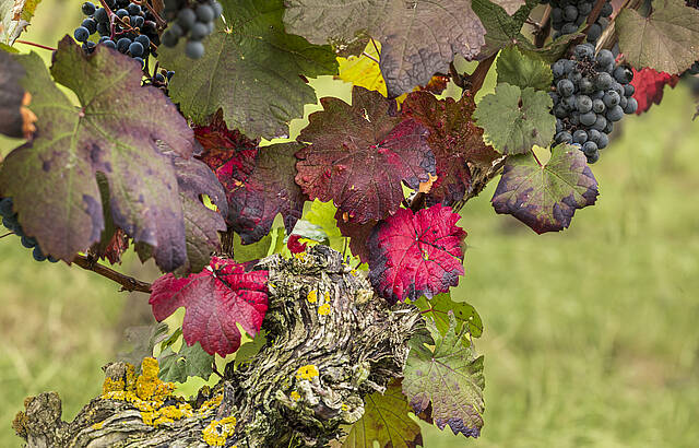 Spaziergang im Weinberg 