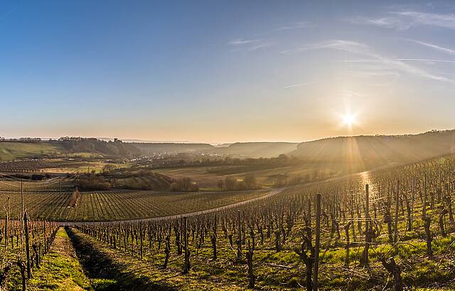 Sonnenuntergang über den Weinbergen