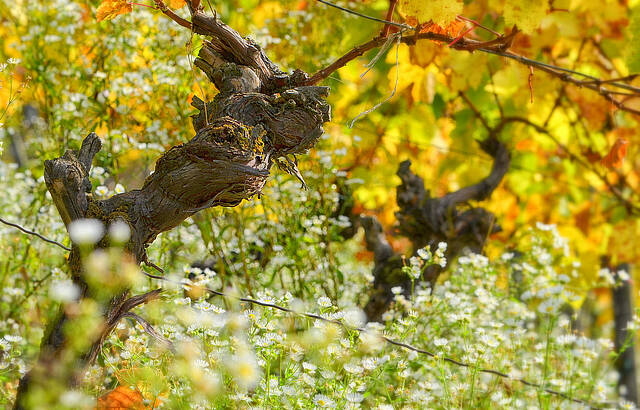 Wein ist Poesie in Flaschen