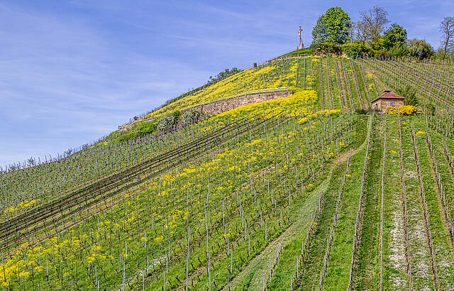 Es grünt und blüht am Scheuerberg