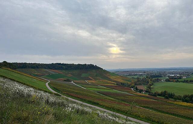Brackenheim : Wein und Wandern!