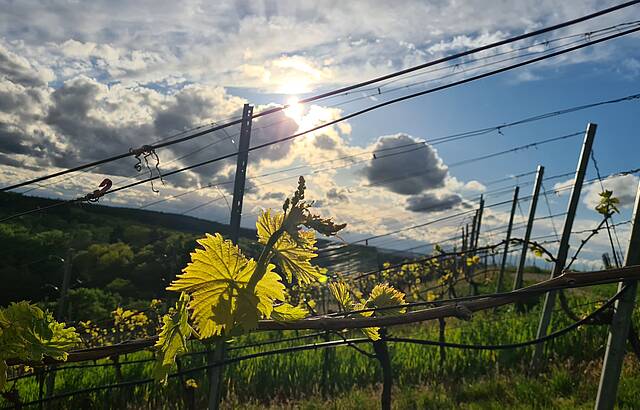 Muskat-Trollinger bei Dämmerung 