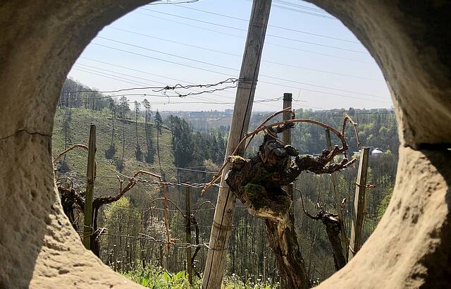 Ausblick im Weinberg