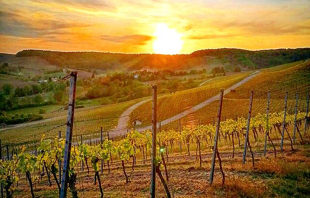 Sundowner im Weinberg