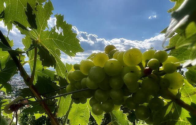 Von der Sonne verwöhnt