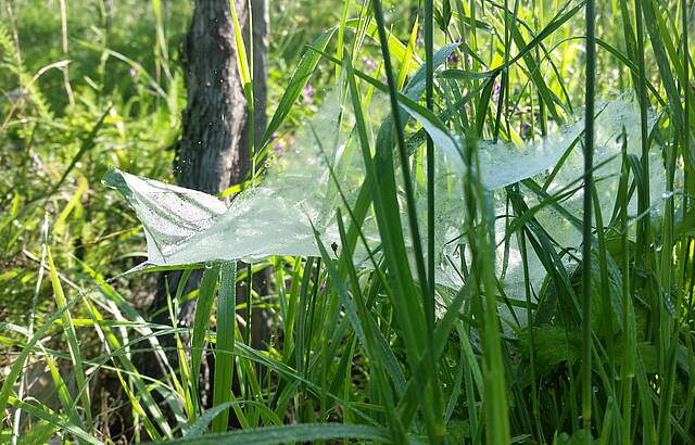 Spinnennetz im Wengert