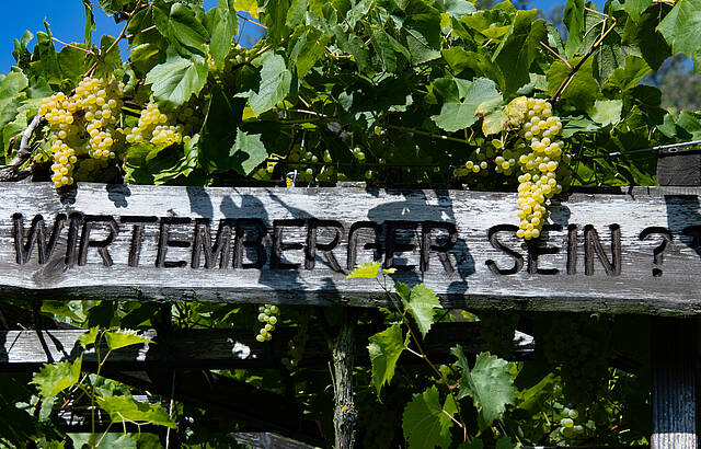 Kenner trinken Würrtemberger