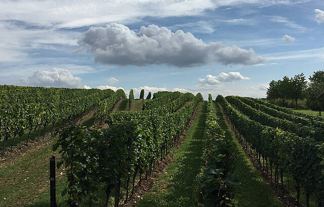 Weinwanderung 2019
