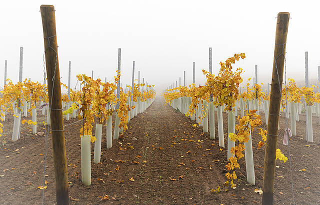 Nebel in der Heilbronner Weinbergen