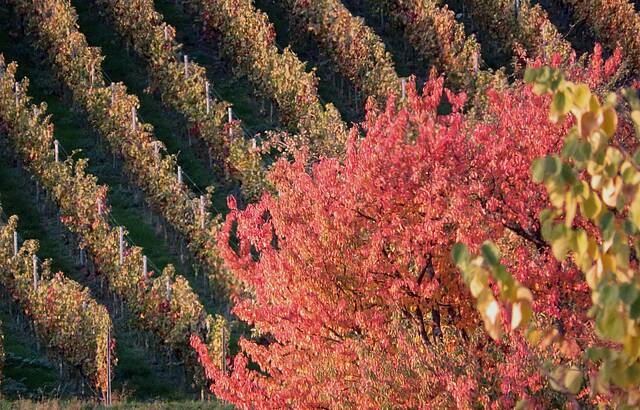 Nicht nur der Wein ist bunt