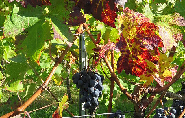 Kappelberg Hausberg von Fellbach  - Herbst 2018