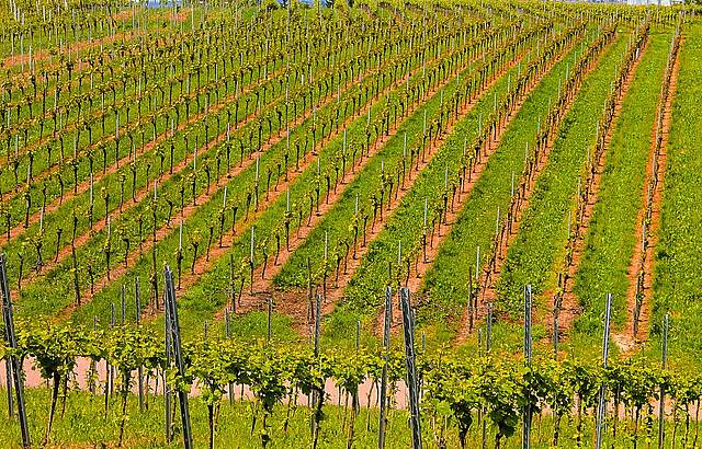 Heilbronnerland ist Weinland 