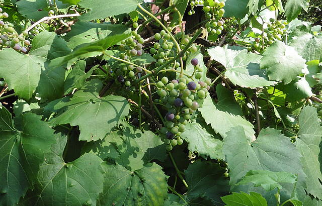 Kleine aber leckere Weintrauben