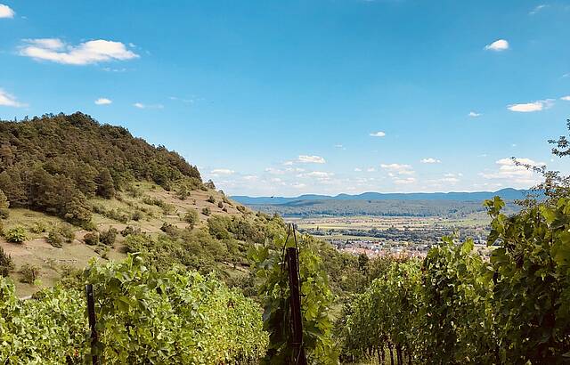 Weinberg in der Sonne