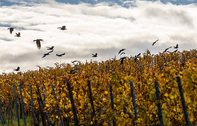 Krähenschwarm im Weinberg