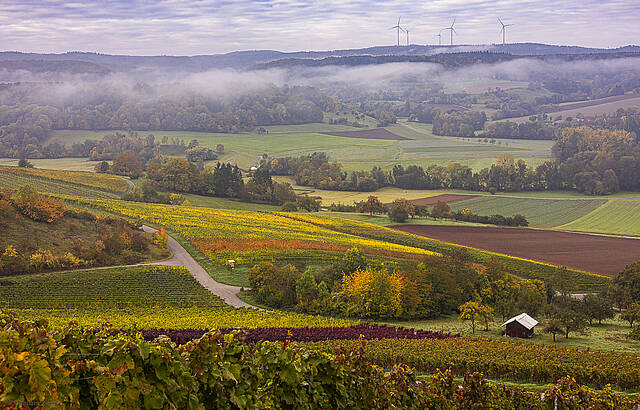 Früh am Morgen im Weinberg