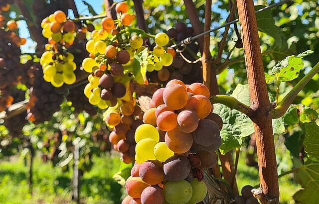 Der Grauweiße Burgunder 