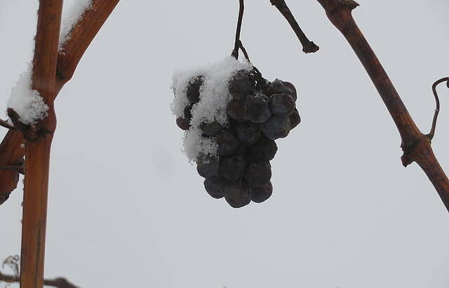 Silvestertraube 2020