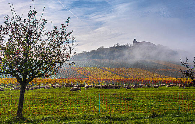 Frühnebel am Michaelsberg