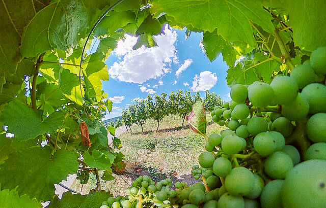 Die Welt aus Sicht einer Rebe