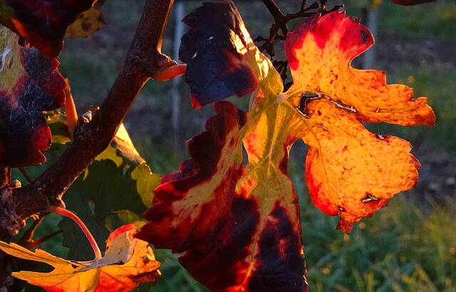 Sonnenuntergang im Weinberg Gündelbach 3.10.2017