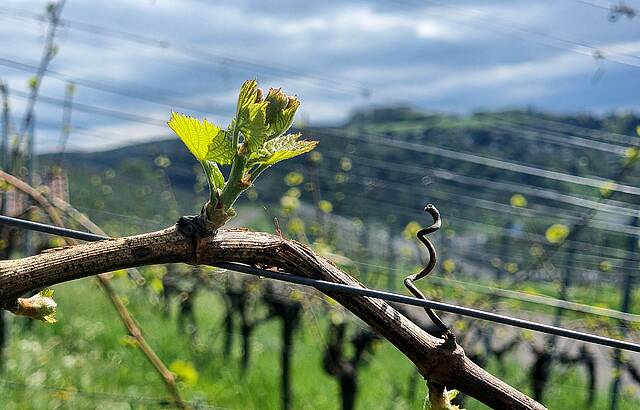 Austrieb der Lemberger (1)