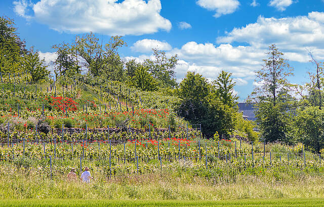 Spaziergang durch die blühenden Weinberge
