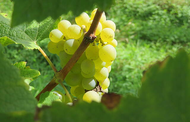Septembertrauben im Sonnenschein