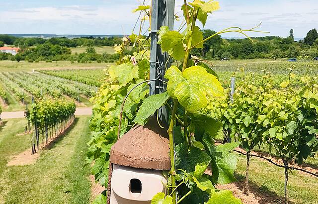 Vogelhäuschen im Weinberg