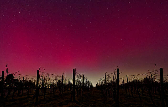 Rebstöcke unter Polarlicht