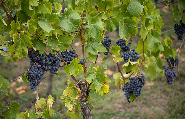 Traubenlese 2020
