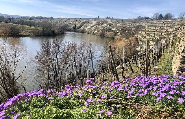 Frühling im Weinberg 