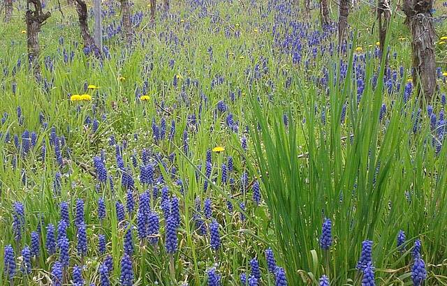 Neckarsulmer Weinberg