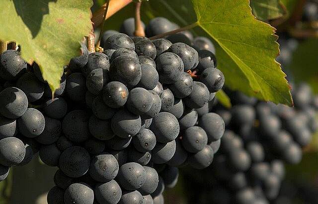 Portugieserdolde im Zabergäu