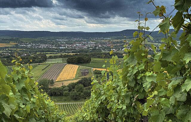 Klatschnass im Wengert
