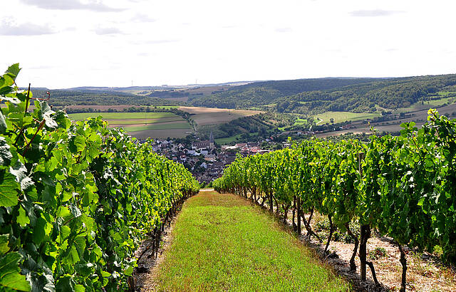 Weinbergblick