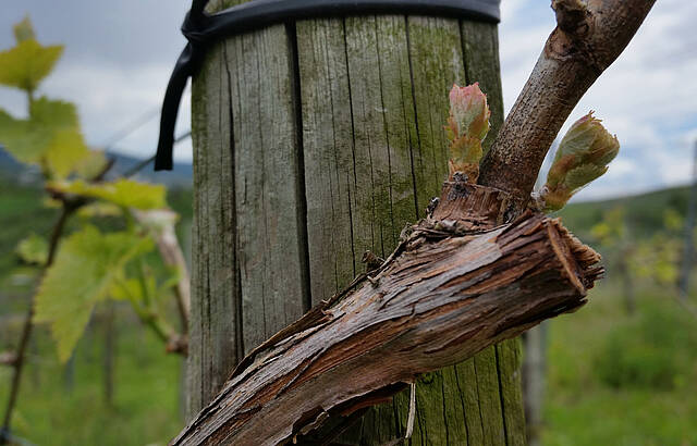Austrieb nach dem Frost