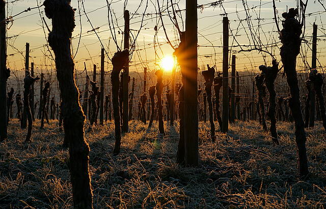 Sonnenaufgang trifft Reif