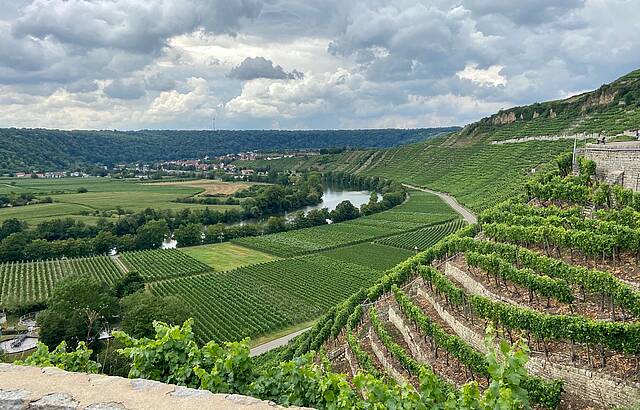 Wo braucht man zur Weinlese Bergstiefel und muss trittsicher sein? Käsberg Mundelsheim !
