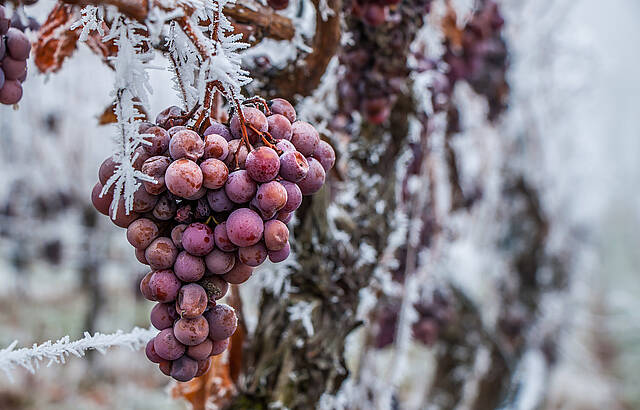 Eiswein 2017 