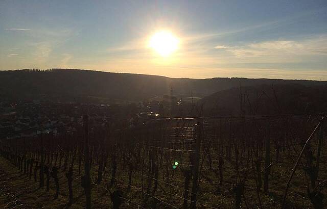 Gundelsheimer Weinberge